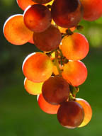 Photo of grapes - Copyright Anette Linnea Rasmussen
