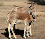 Photo of donkeys - Copyright maigi